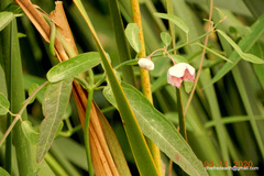Oxystelma esculentum