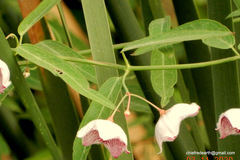 Oxystelma esculentum