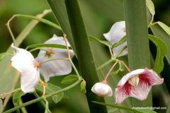 Oxystelma esculentum