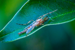 Chironomus crassicaudatus