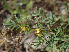 Hippocrepis ciliata