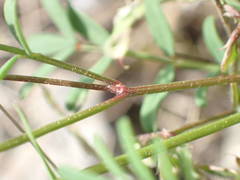 Hippocrepis ciliata