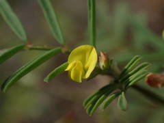 Hippocrepis ciliata