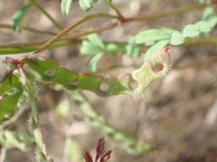 Hippocrepis ciliata