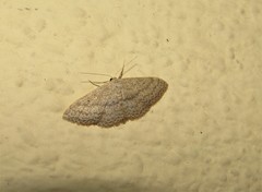 Scopula minorata