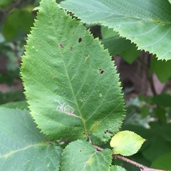 Caloptilia ostryaeella