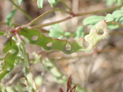 Hippocrepis ciliata