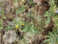 Hippocrepis ciliata