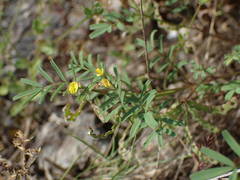 Hippocrepis ciliata