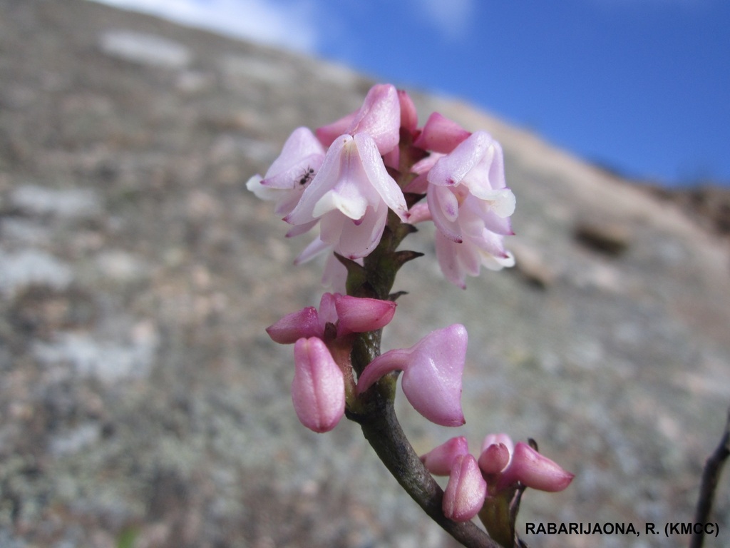 Polystachya perrieri