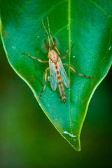 Chironomus crassicaudatus