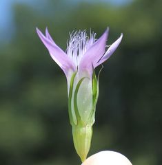 Gentianella austriaca