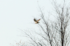 Buteo jamaicensis