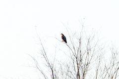 Buteo jamaicensis