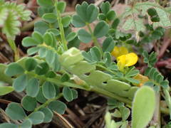 Hippocrepis biflora