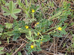 Hippocrepis biflora