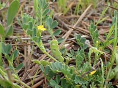 Hippocrepis biflora