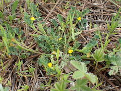 Hippocrepis biflora