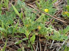 Hippocrepis biflora