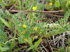 Hippocrepis biflora