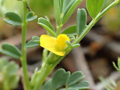 Hippocrepis biflora