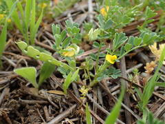 Hippocrepis biflora