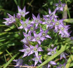 Gentianella austriaca