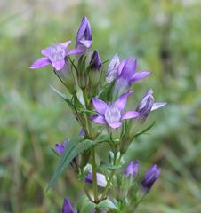 Gentianella austriaca
