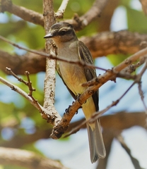 Empidonomus aurantioatrocristatus