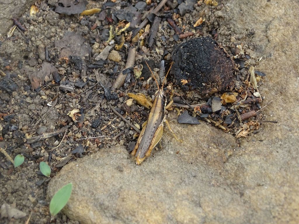 Catantopsilus