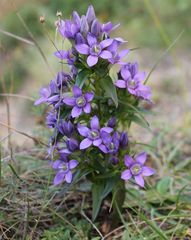 Gentianella austriaca