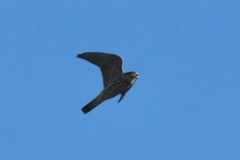 Falco columbarius suckleyi