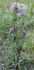 Gentianella austriaca