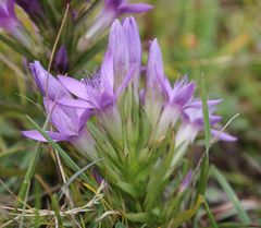 Gentianella austriaca