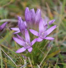 Gentianella austriaca