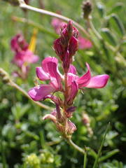 Onobrychis montana