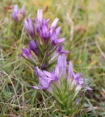 Gentianella austriaca