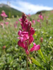 Onobrychis montana