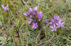 Gentianella austriaca