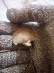 Gloeophyllum striatum