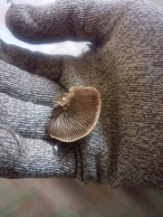 Gloeophyllum striatum