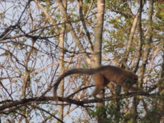 Plecturocebus pallescens