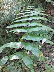 Angiopteris lygodiifolia