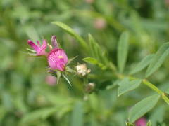 Onobrychis caput-galli