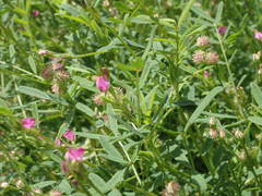 Onobrychis caput-galli