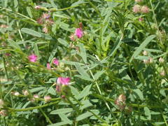 Onobrychis caput-galli