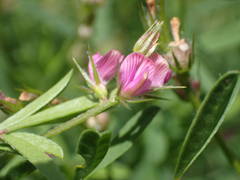 Onobrychis caput-galli