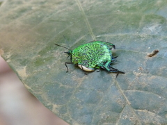 Arcas imperialis