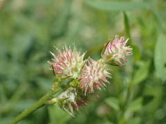Onobrychis caput-galli