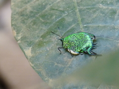 Arcas imperialis